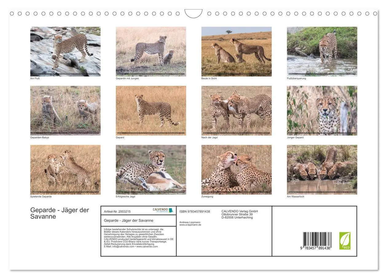 Bild: 9783457891438 | Geparde - Jäger der Savanne (Wandkalender 2026 DIN A3 quer),...
