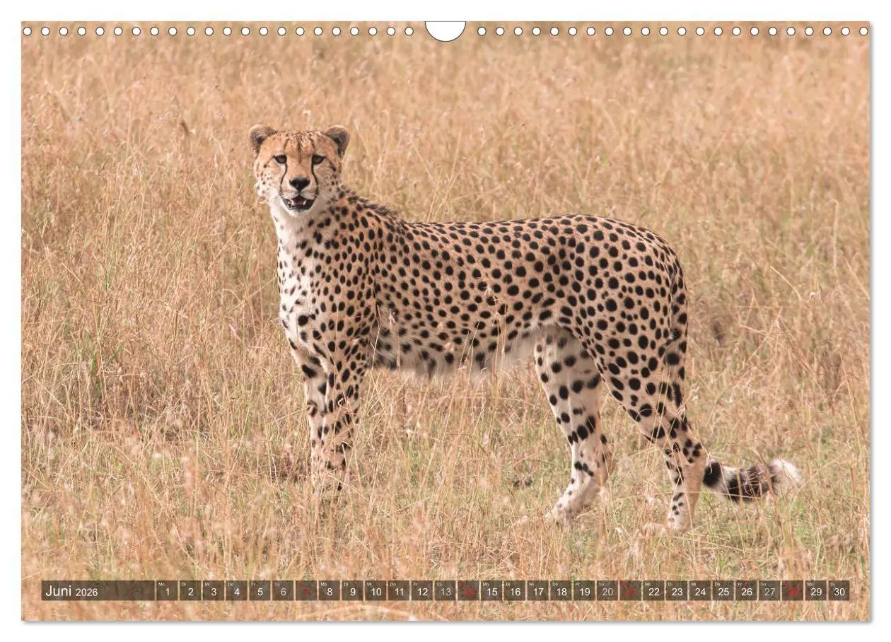 Bild: 9783457891438 | Geparde - Jäger der Savanne (Wandkalender 2026 DIN A3 quer),...