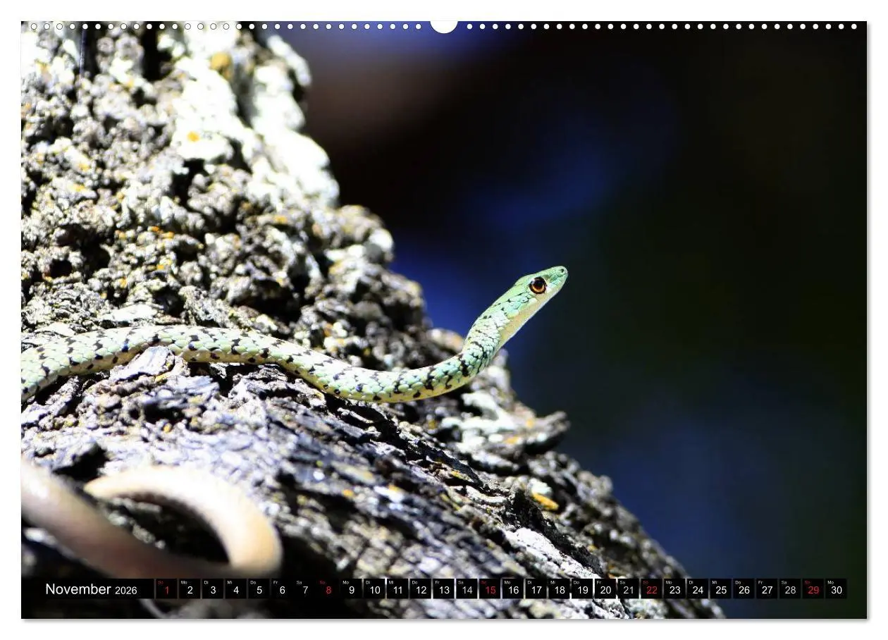 Bild: 9783516051438 | Gefährliche Schlangen (Wandkalender 2026 DIN A2 quer), CALVENDO...