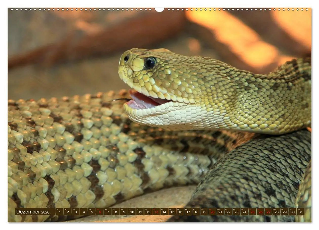 Bild: 9783516051438 | Gefährliche Schlangen (Wandkalender 2026 DIN A2 quer), CALVENDO...