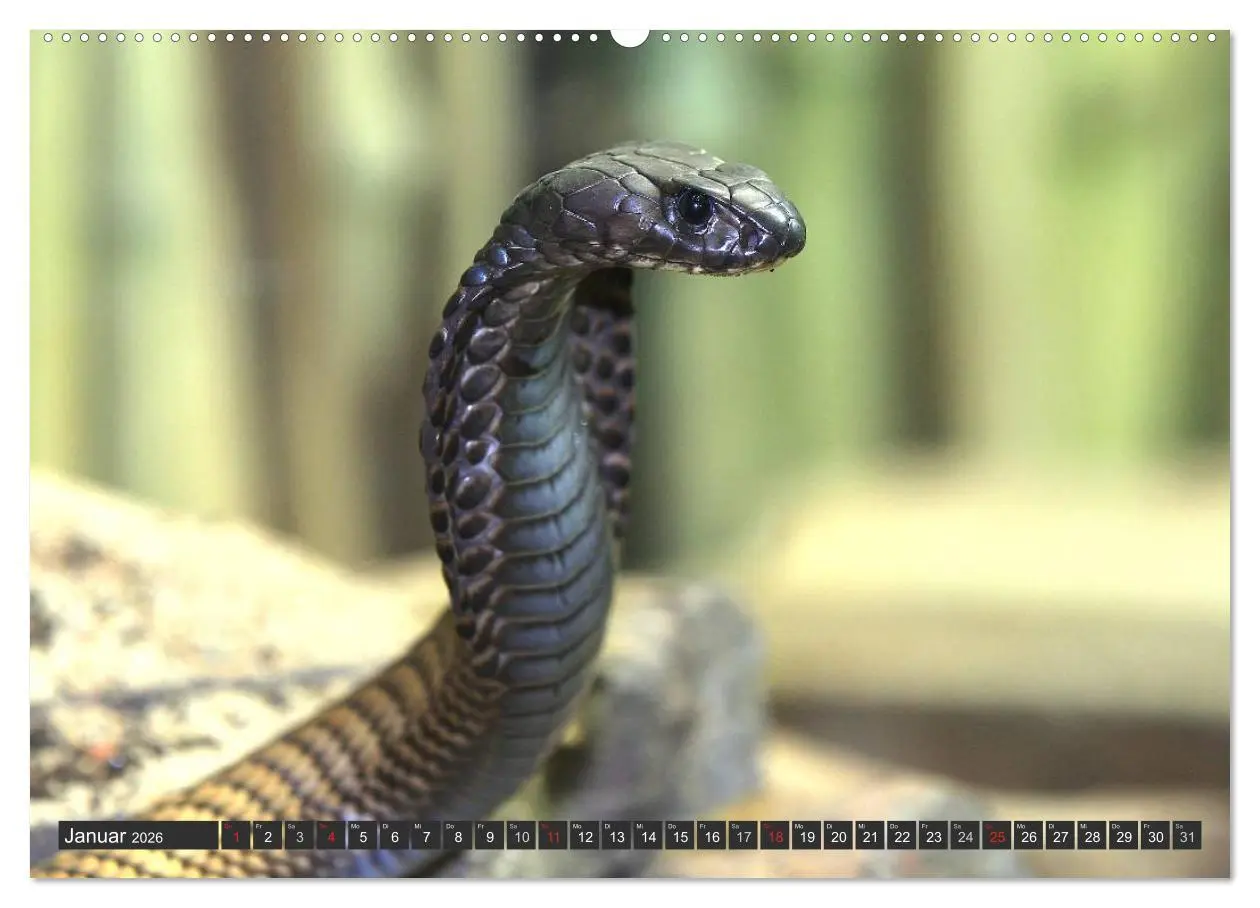 Bild: 9783516051438 | Gefährliche Schlangen (Wandkalender 2026 DIN A2 quer), CALVENDO...