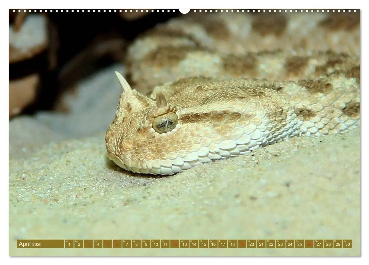 Bild: 9783516051438 | Gefährliche Schlangen (Wandkalender 2026 DIN A2 quer), CALVENDO...