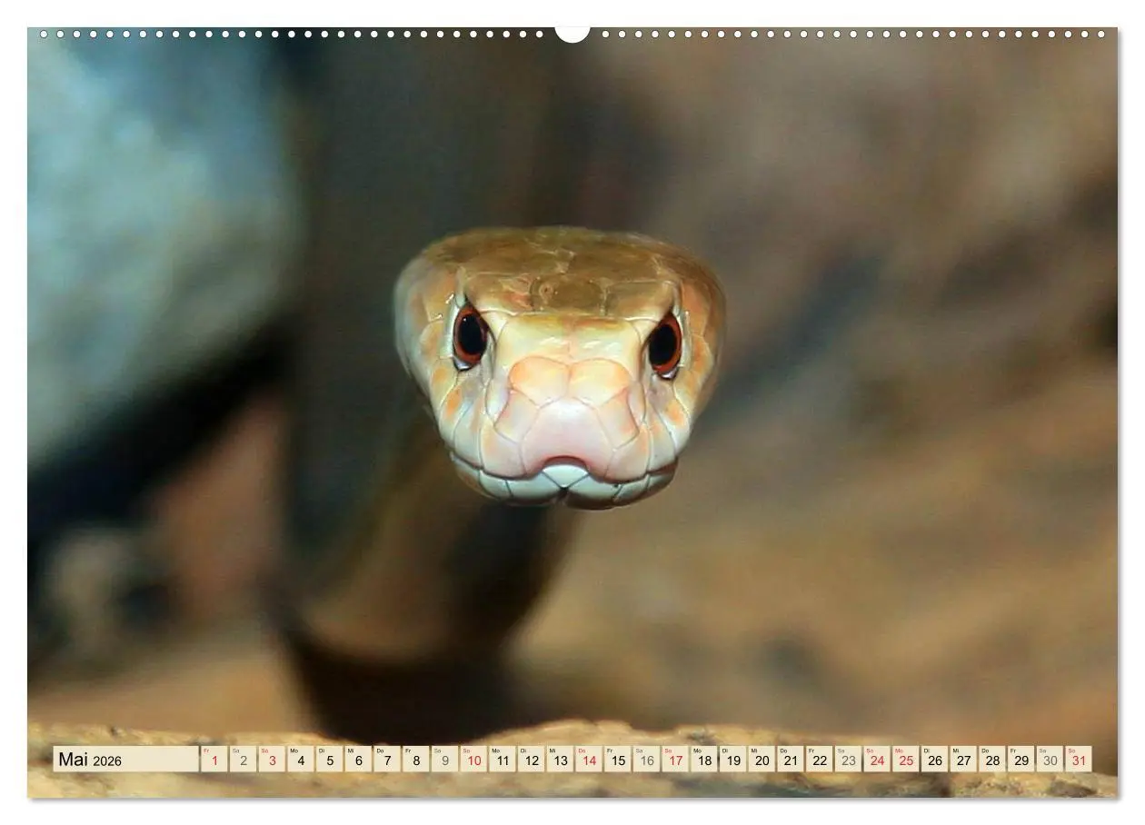 Bild: 9783516051438 | Gefährliche Schlangen (Wandkalender 2026 DIN A2 quer), CALVENDO...