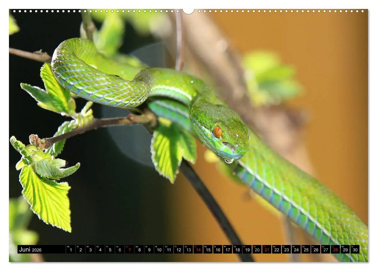 Bild: 9783516051438 | Gefährliche Schlangen (Wandkalender 2026 DIN A2 quer), CALVENDO...