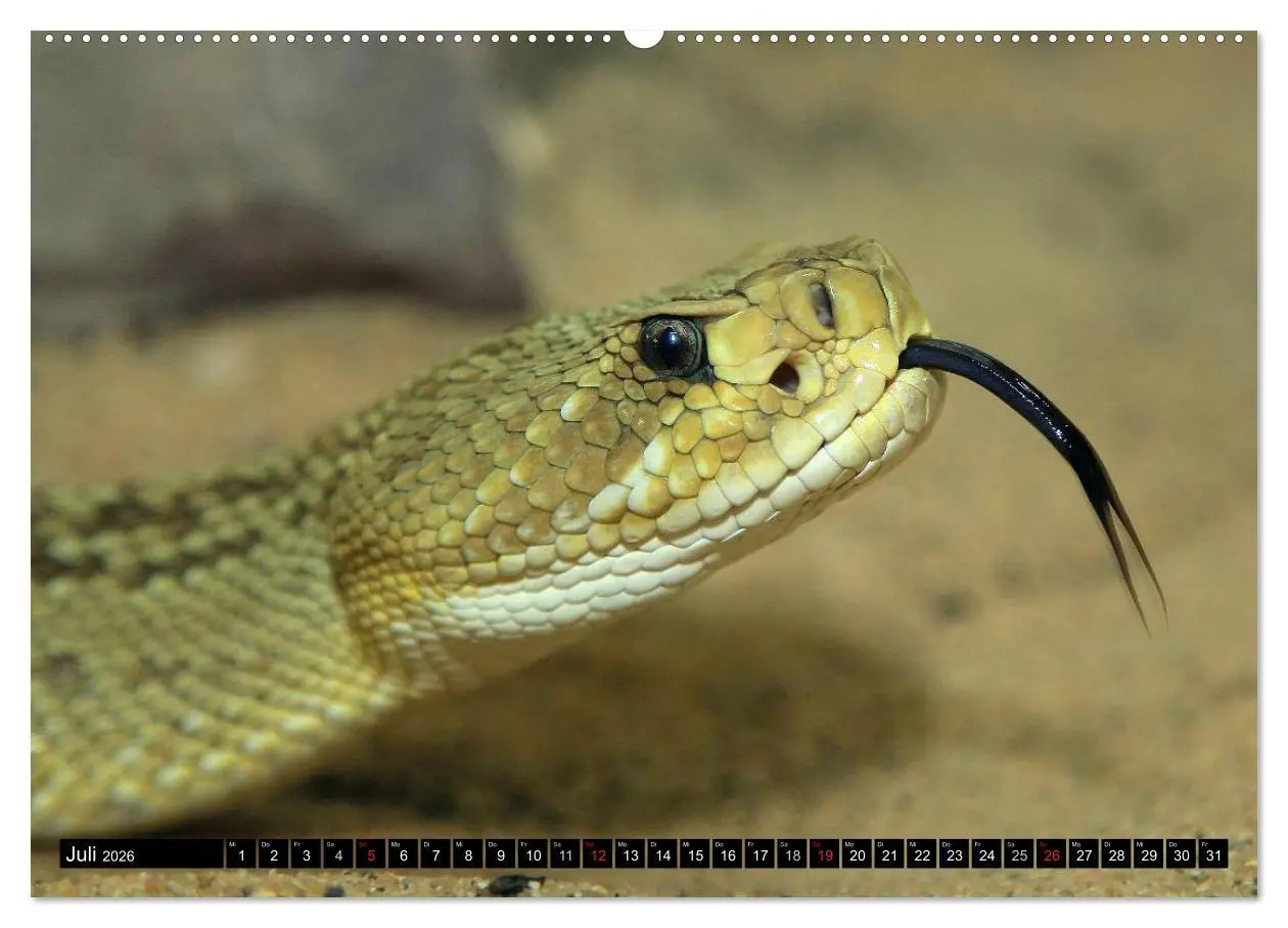 Bild: 9783516051438 | Gefährliche Schlangen (Wandkalender 2026 DIN A2 quer), CALVENDO...
