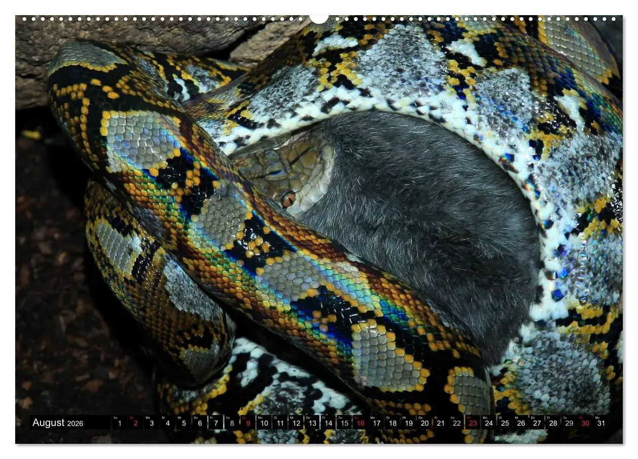 Bild: 9783516051438 | Gefährliche Schlangen (Wandkalender 2026 DIN A2 quer), CALVENDO...