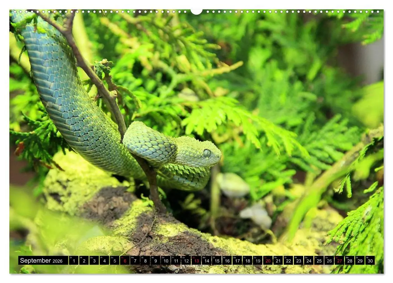 Bild: 9783516051438 | Gefährliche Schlangen (Wandkalender 2026 DIN A2 quer), CALVENDO...