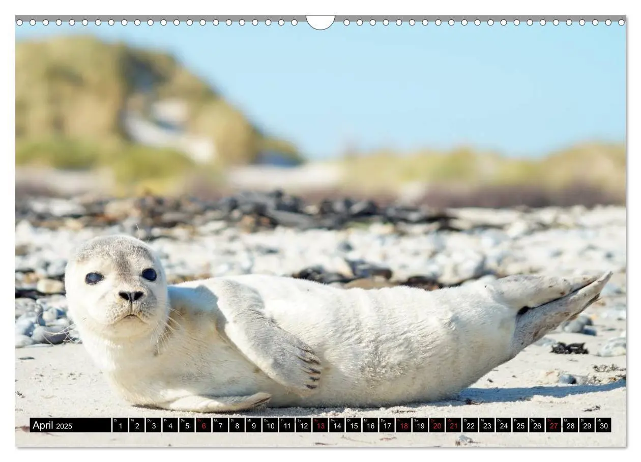 Bild: 9783435481538 | Robben an der Nordsee (Wandkalender 2025 DIN A3 quer), CALVENDO...