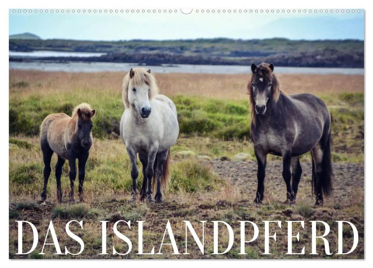 Cover: 9783457641538 | Das Islandpferd (Wandkalender 2026 DIN A2 quer), CALVENDO...