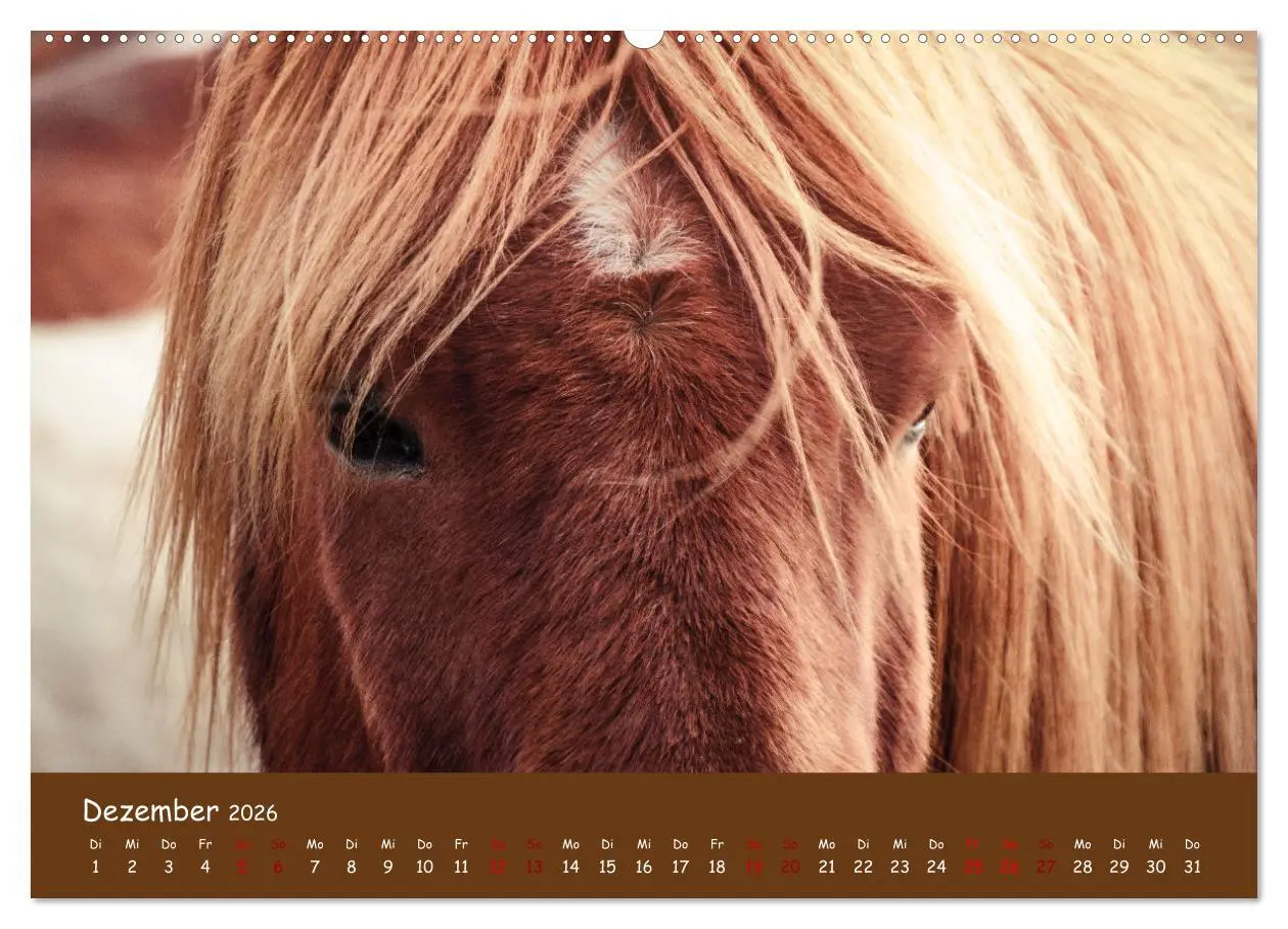 Bild: 9783457641538 | Das Islandpferd (Wandkalender 2026 DIN A2 quer), CALVENDO...