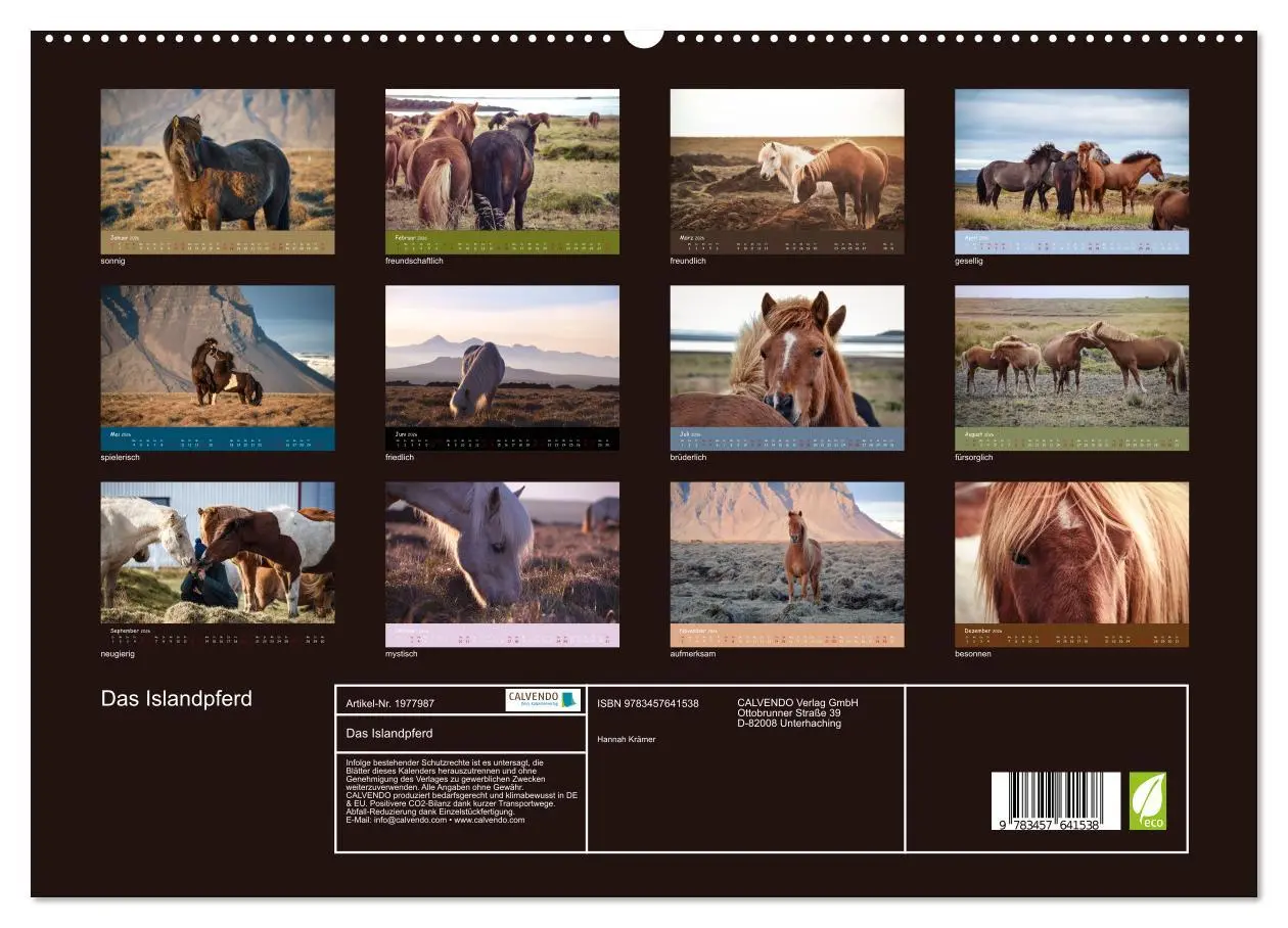 Bild: 9783457641538 | Das Islandpferd (Wandkalender 2026 DIN A2 quer), CALVENDO...