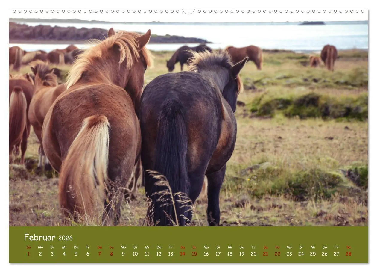 Bild: 9783457641538 | Das Islandpferd (Wandkalender 2026 DIN A2 quer), CALVENDO...