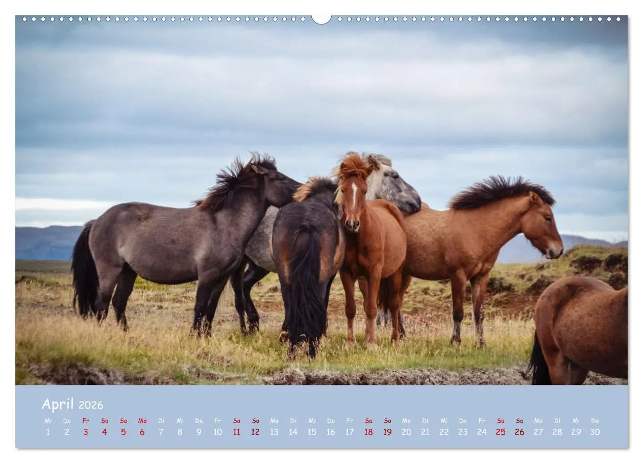 Bild: 9783457641538 | Das Islandpferd (Wandkalender 2026 DIN A2 quer), CALVENDO...