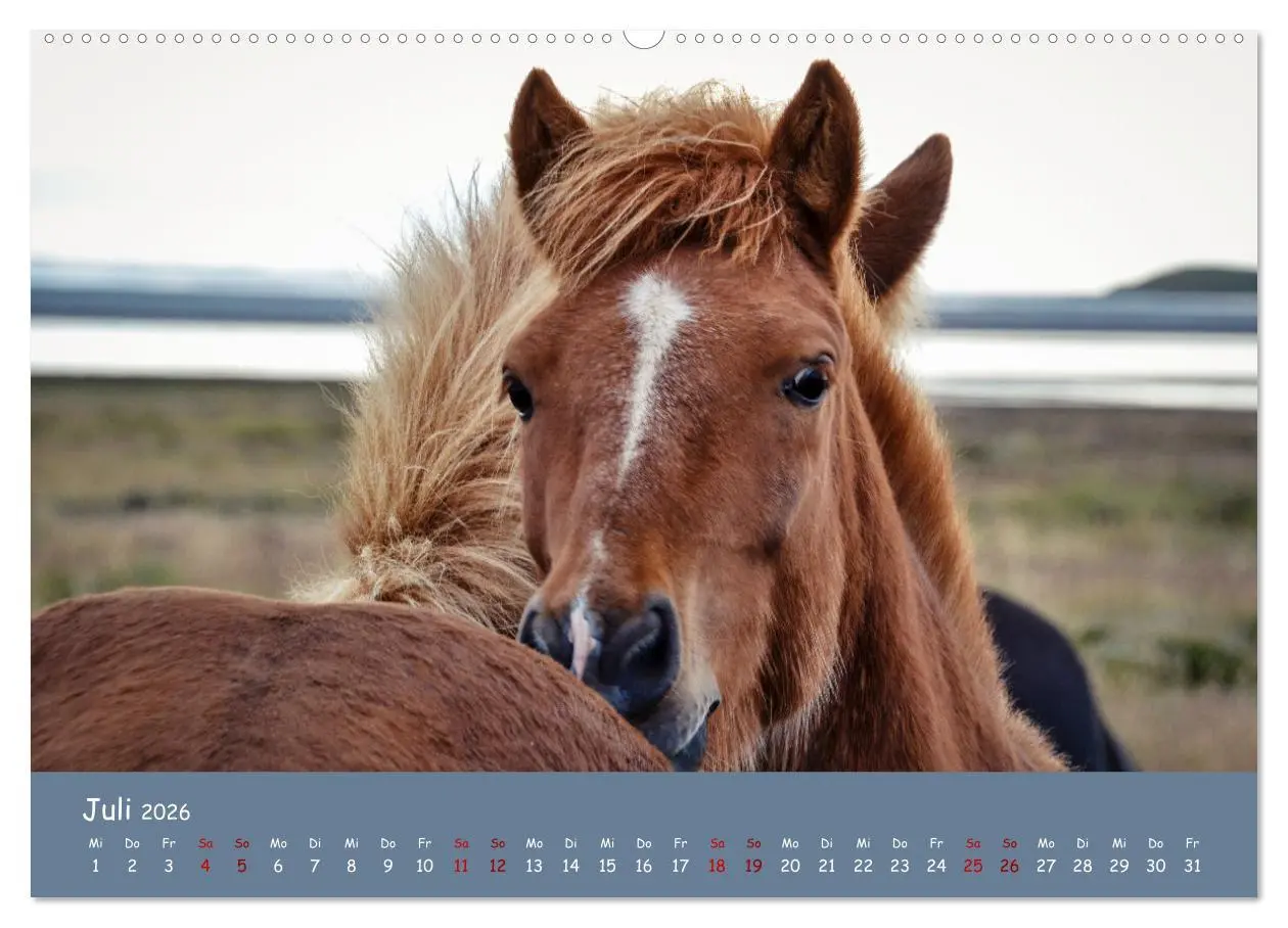 Bild: 9783457641538 | Das Islandpferd (Wandkalender 2026 DIN A2 quer), CALVENDO...