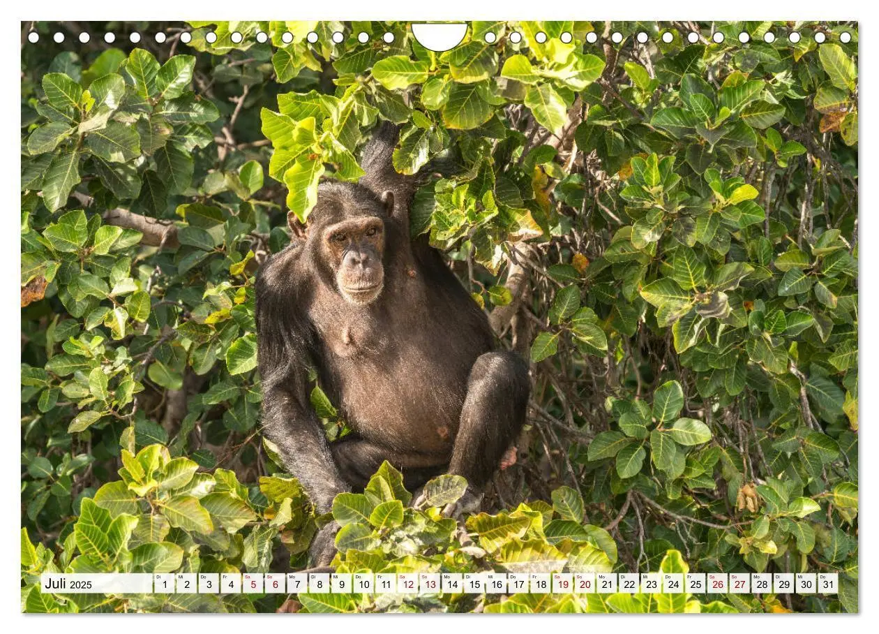 Bild: 9783435161638 | Westafrika - The Gambia (Wandkalender 2025 DIN A4 quer), CALVENDO...