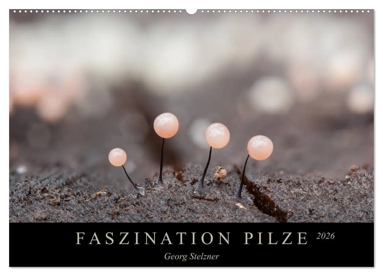 Cover: 9783457871638 | FASZINATION PILZE 2026 (Wandkalender 2026 DIN A2 quer), CALVENDO...