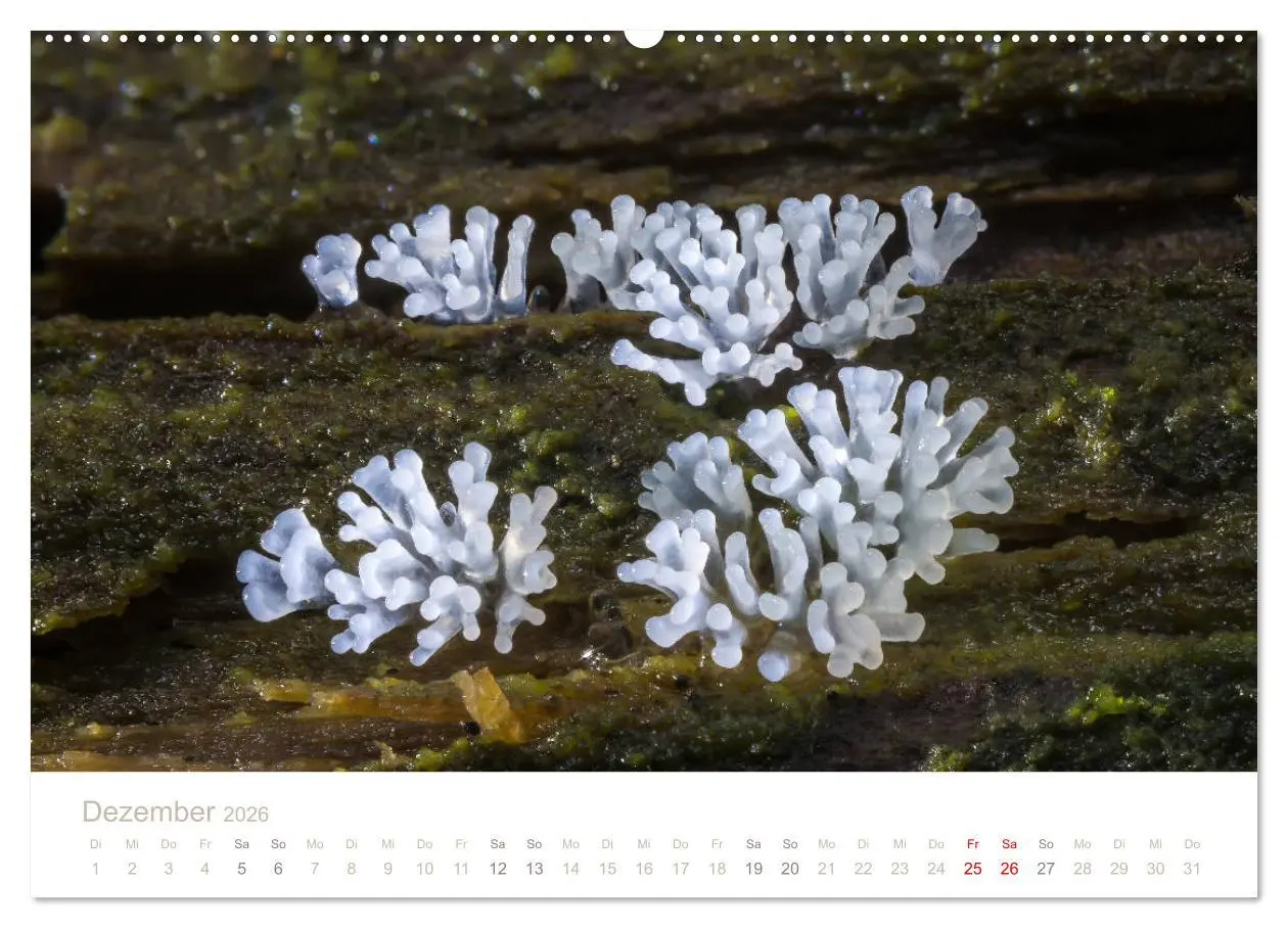 Bild: 9783457871638 | FASZINATION PILZE 2026 (Wandkalender 2026 DIN A2 quer), CALVENDO...