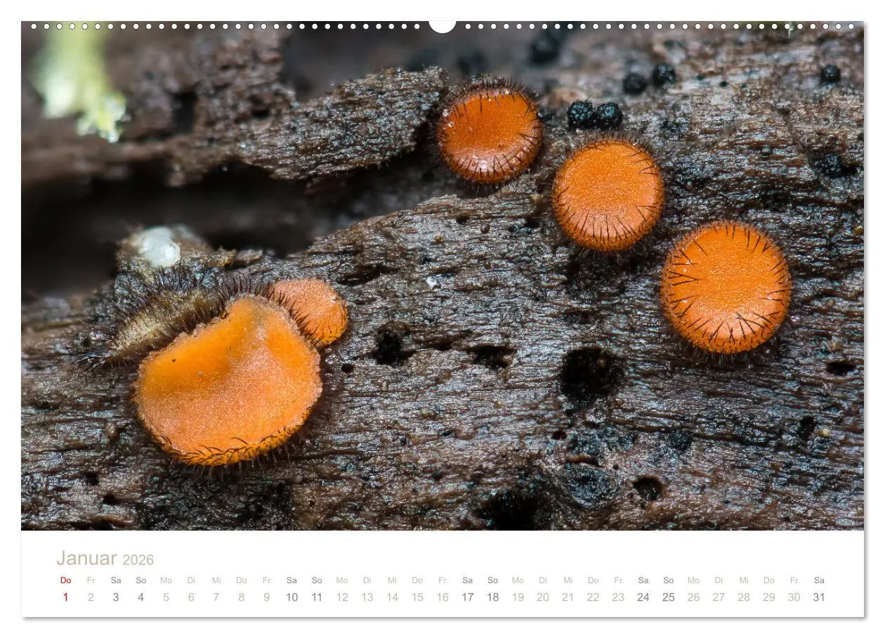 Bild: 9783457871638 | FASZINATION PILZE 2026 (Wandkalender 2026 DIN A2 quer), CALVENDO...