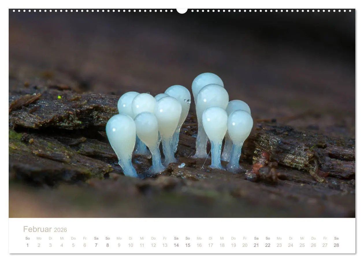 Bild: 9783457871638 | FASZINATION PILZE 2026 (Wandkalender 2026 DIN A2 quer), CALVENDO...