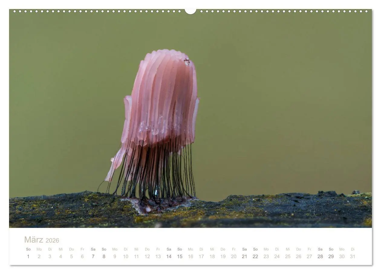Bild: 9783457871638 | FASZINATION PILZE 2026 (Wandkalender 2026 DIN A2 quer), CALVENDO...