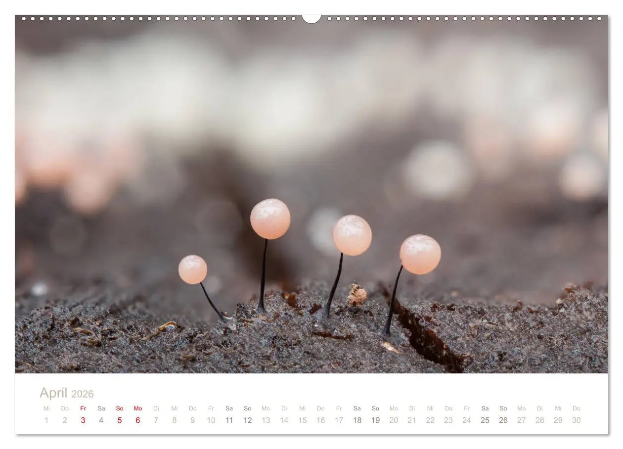 Bild: 9783457871638 | FASZINATION PILZE 2026 (Wandkalender 2026 DIN A2 quer), CALVENDO...