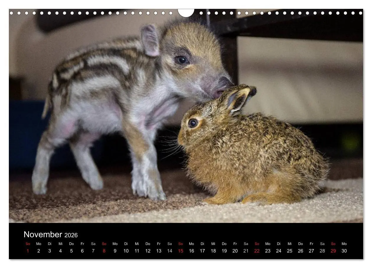 Bild: 9783516001938 | Kleine Schweinereien (Wandkalender 2026 DIN A3 quer), CALVENDO...