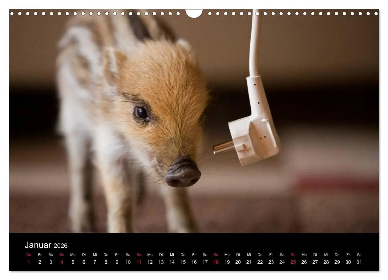 Bild: 9783516001938 | Kleine Schweinereien (Wandkalender 2026 DIN A3 quer), CALVENDO...