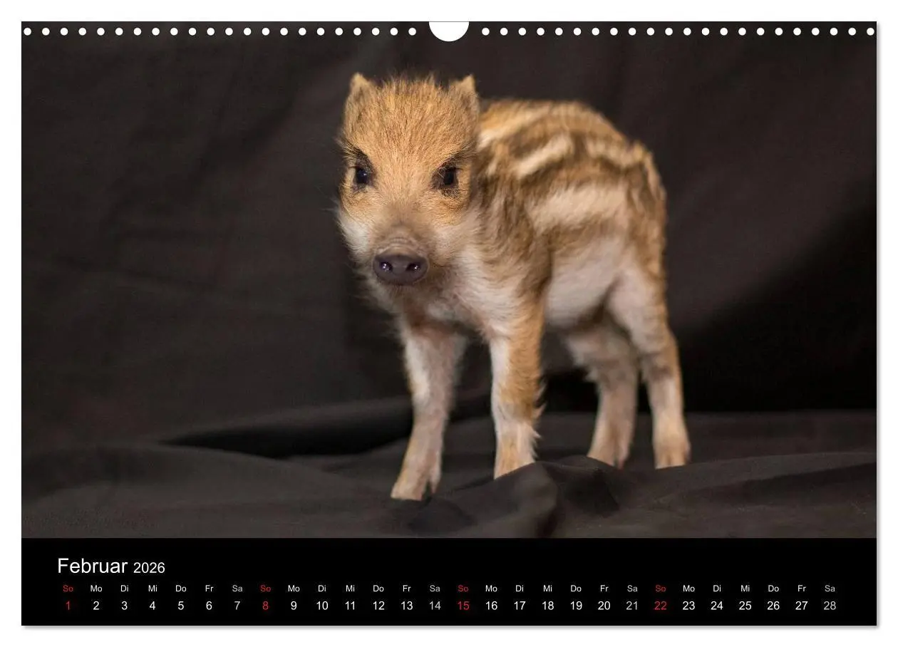 Bild: 9783516001938 | Kleine Schweinereien (Wandkalender 2026 DIN A3 quer), CALVENDO...