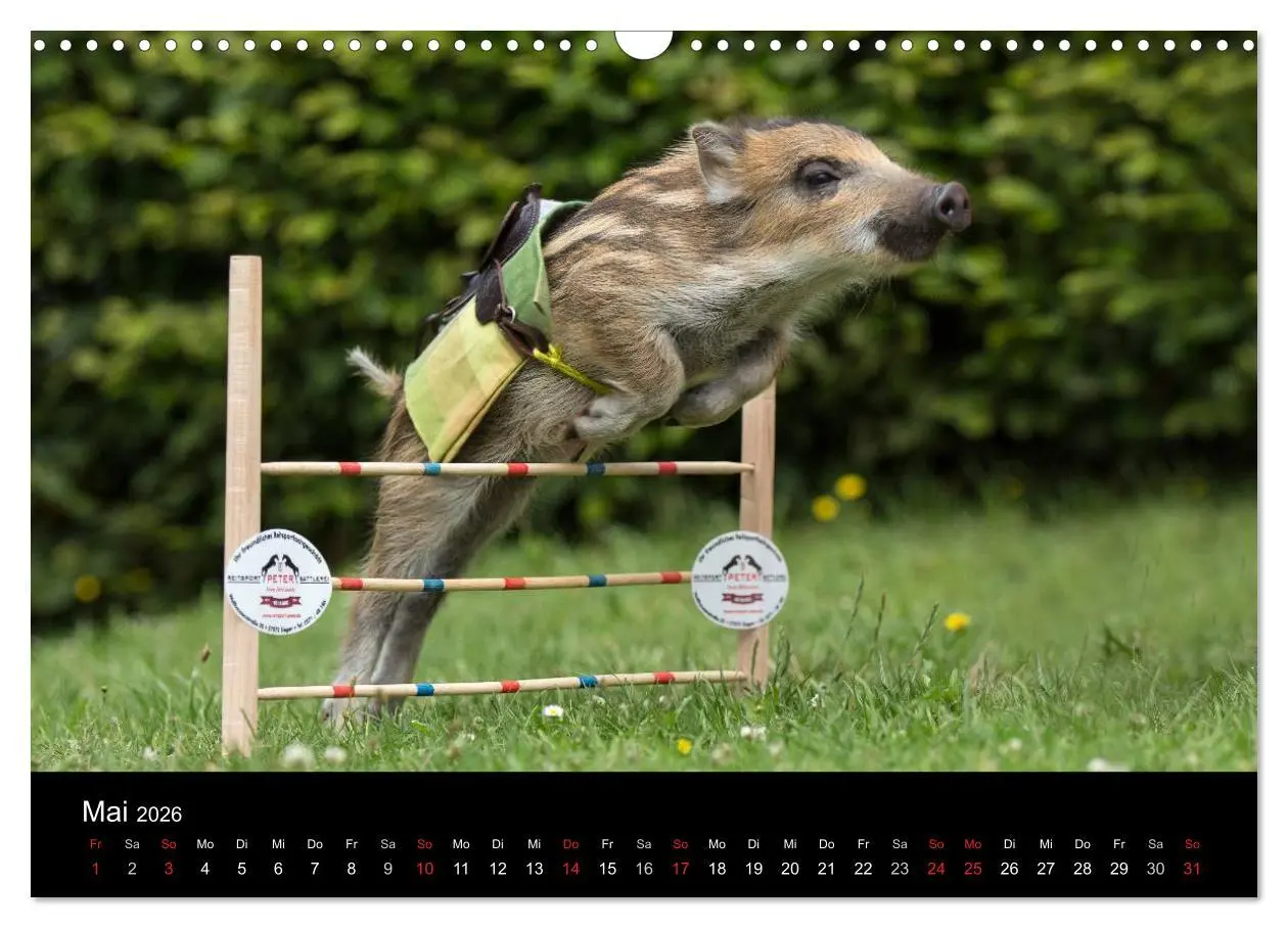 Bild: 9783516001938 | Kleine Schweinereien (Wandkalender 2026 DIN A3 quer), CALVENDO...