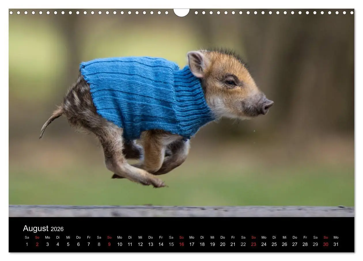 Bild: 9783516001938 | Kleine Schweinereien (Wandkalender 2026 DIN A3 quer), CALVENDO...