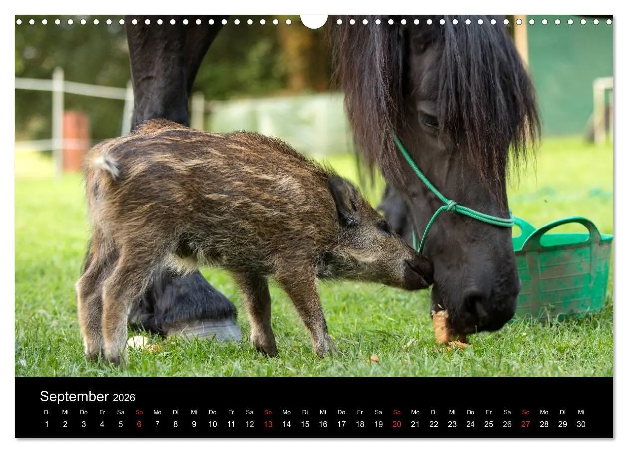 Bild: 9783516001938 | Kleine Schweinereien (Wandkalender 2026 DIN A3 quer), CALVENDO...