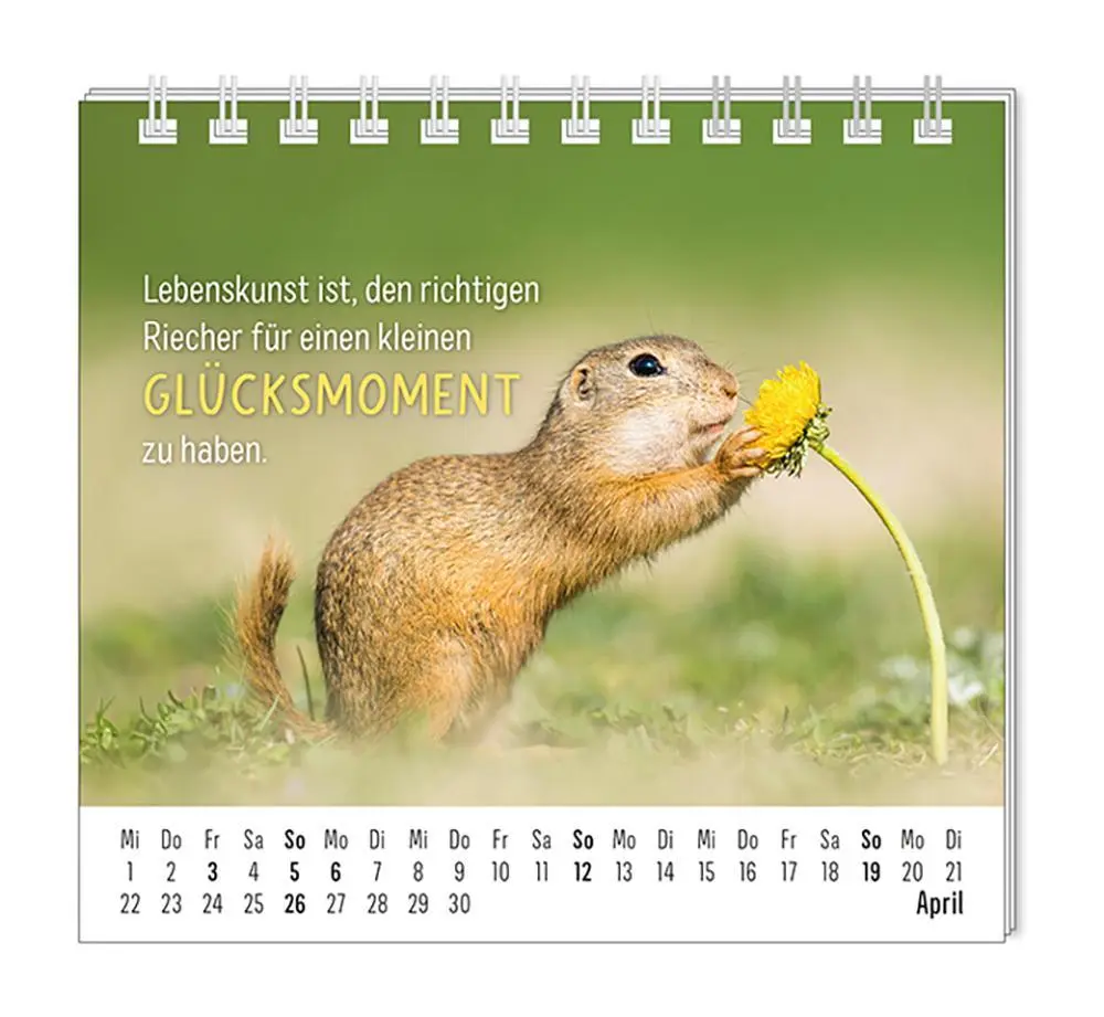 Bild: 9783986361938 | Mini-Kalender 2026 Happymacher | Mini-Kalender | Original | Kalender