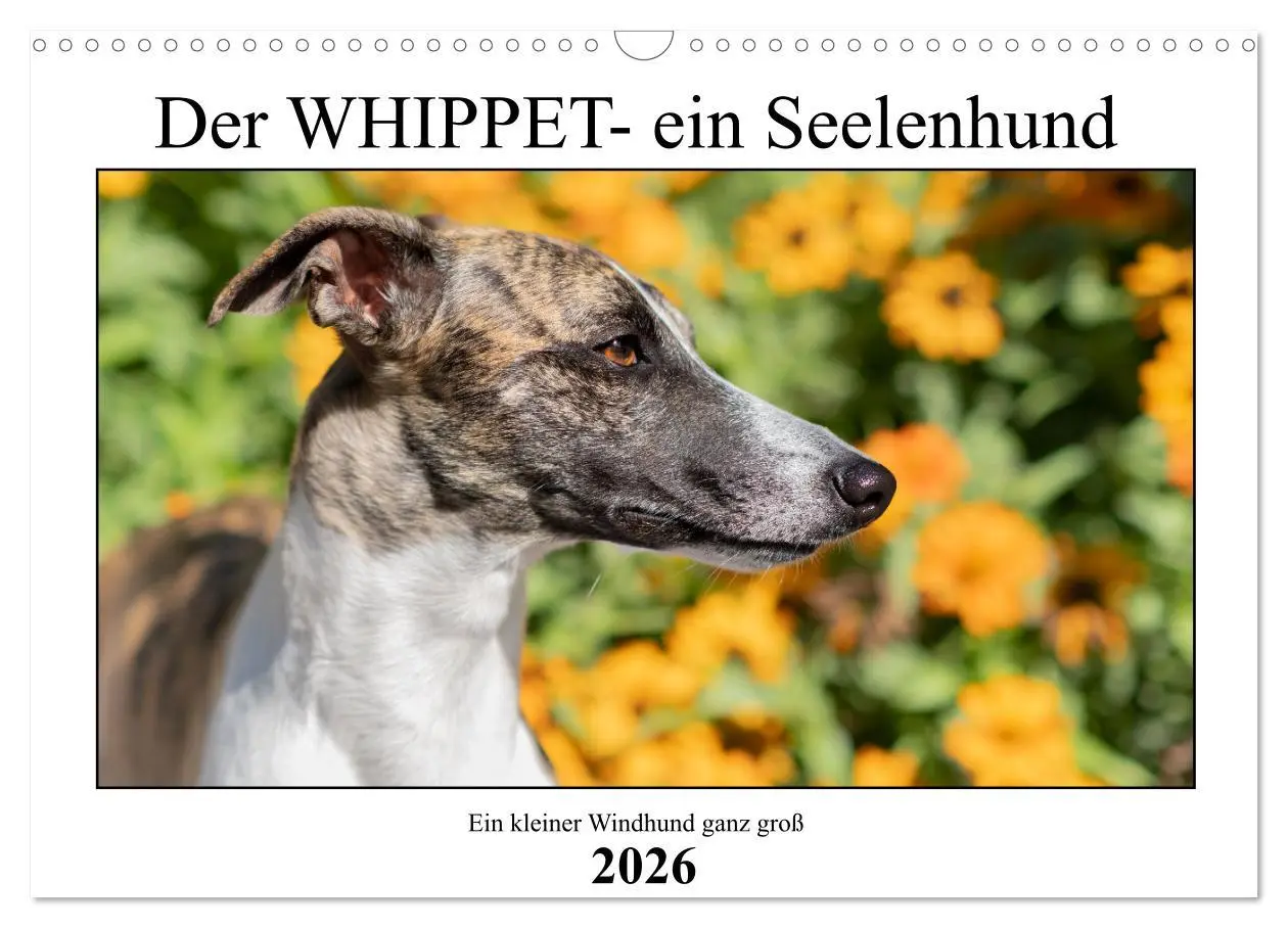 Cover: 9783457422038 | Der Whippet - ein Seelenhund (Wandkalender 2026 DIN A3 quer),...