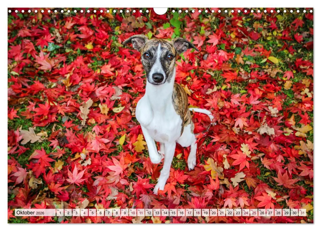 Bild: 9783457422038 | Der Whippet - ein Seelenhund (Wandkalender 2026 DIN A3 quer),...