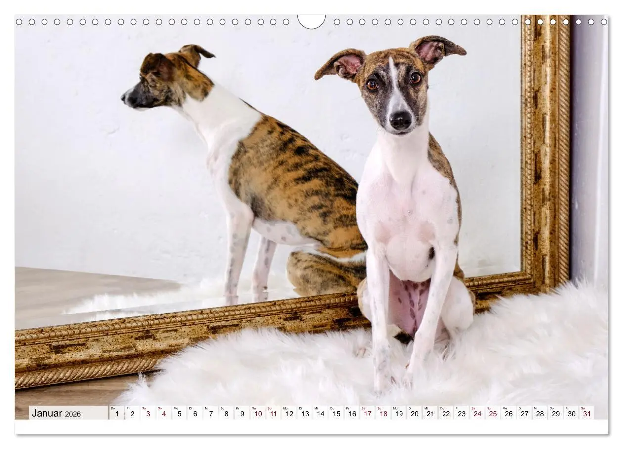 Bild: 9783457422038 | Der Whippet - ein Seelenhund (Wandkalender 2026 DIN A3 quer),...