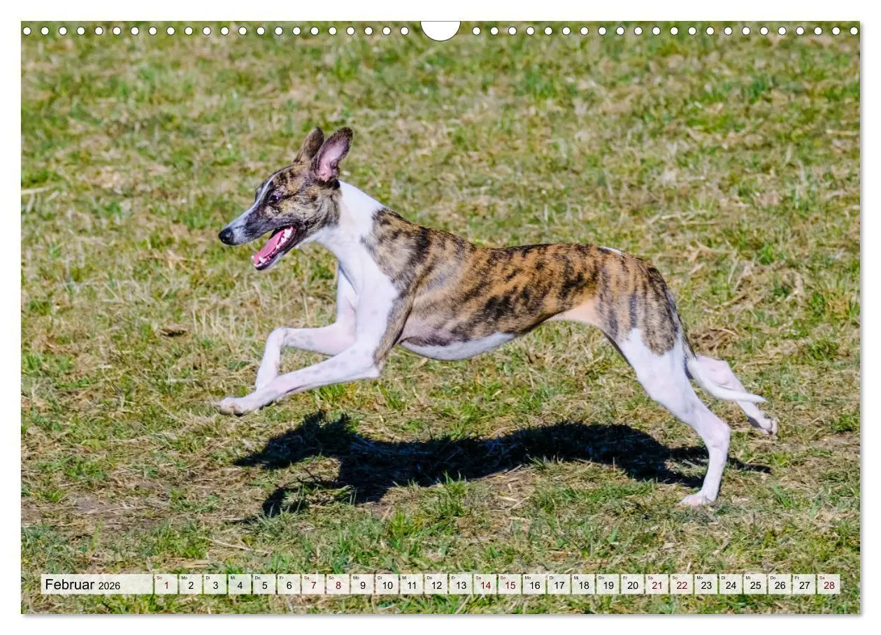 Bild: 9783457422038 | Der Whippet - ein Seelenhund (Wandkalender 2026 DIN A3 quer),...