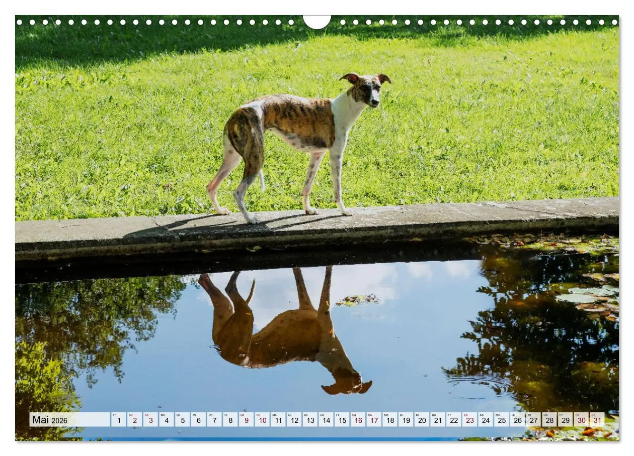 Bild: 9783457422038 | Der Whippet - ein Seelenhund (Wandkalender 2026 DIN A3 quer),...