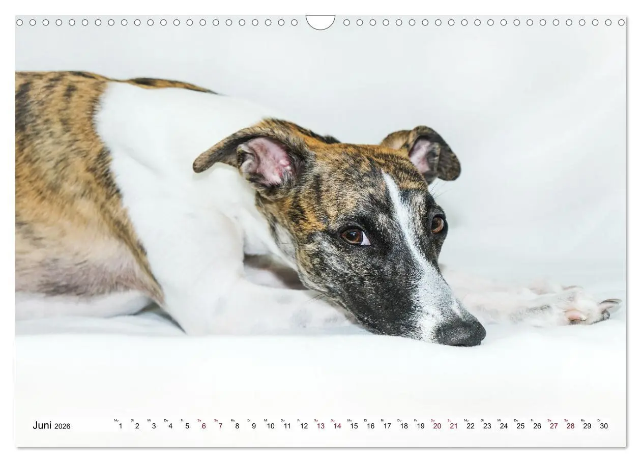 Bild: 9783457422038 | Der Whippet - ein Seelenhund (Wandkalender 2026 DIN A3 quer),...