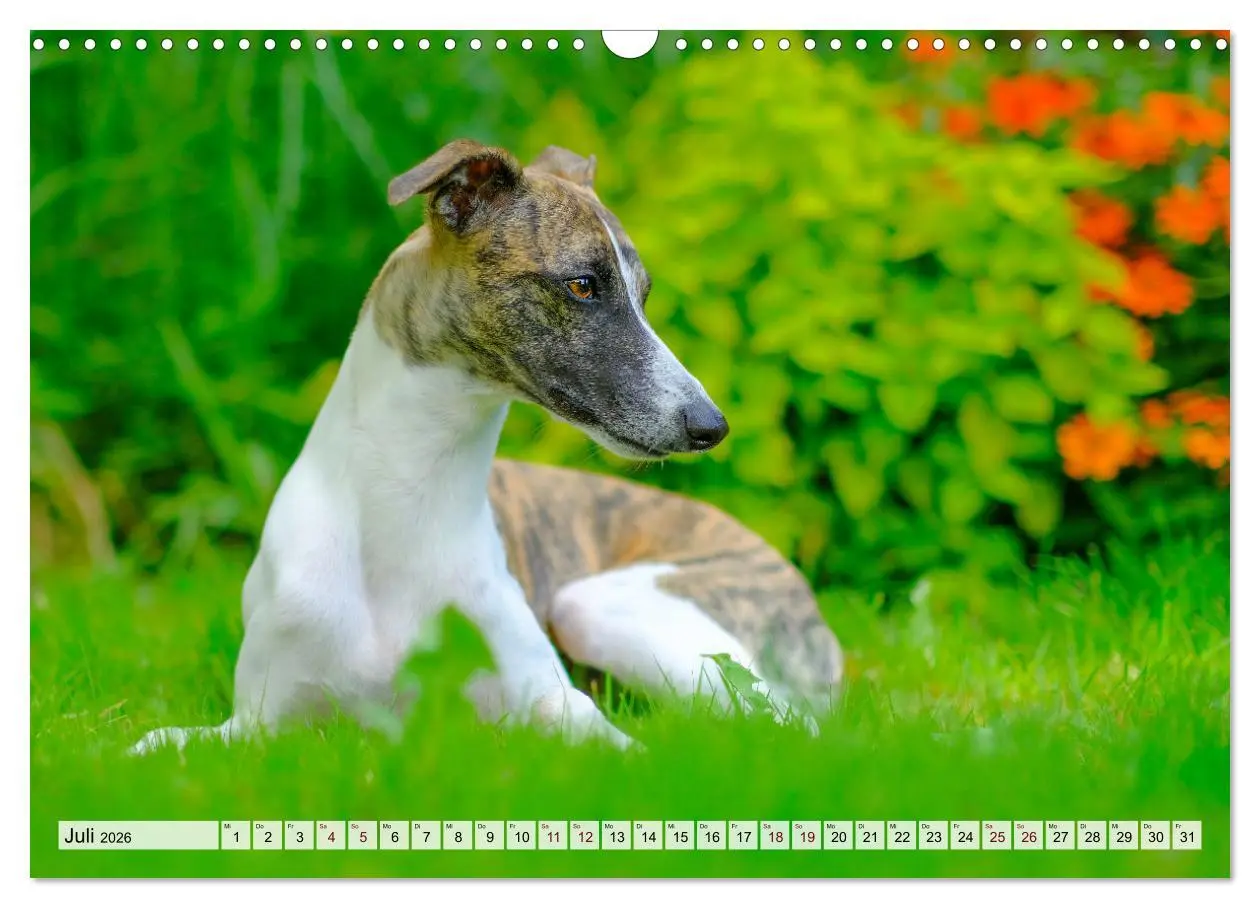 Bild: 9783457422038 | Der Whippet - ein Seelenhund (Wandkalender 2026 DIN A3 quer),...