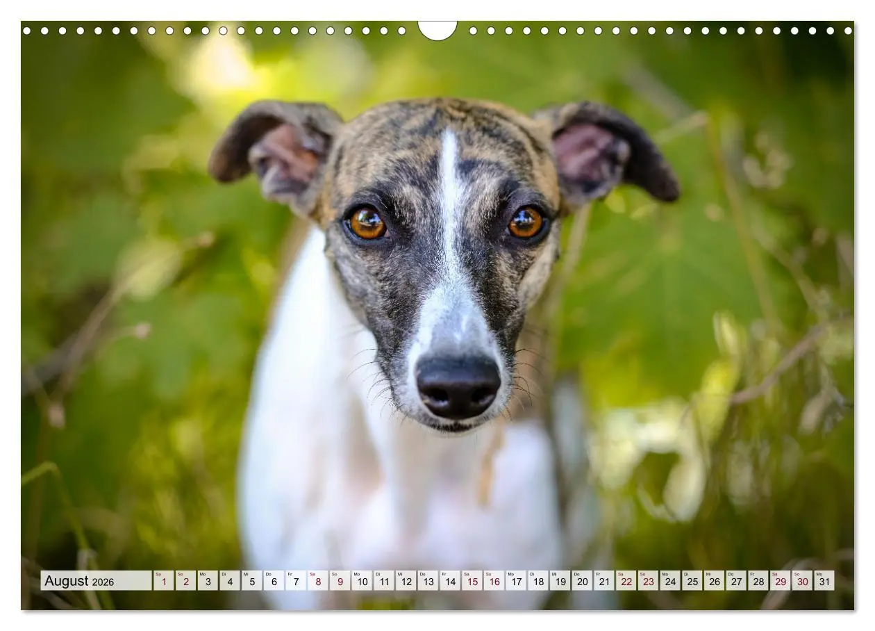 Bild: 9783457422038 | Der Whippet - ein Seelenhund (Wandkalender 2026 DIN A3 quer),...