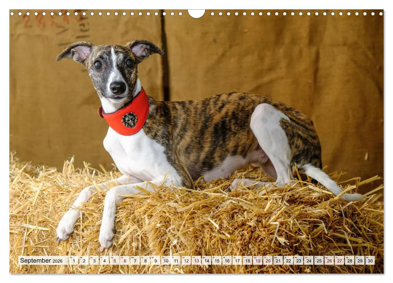Bild: 9783457422038 | Der Whippet - ein Seelenhund (Wandkalender 2026 DIN A3 quer),...