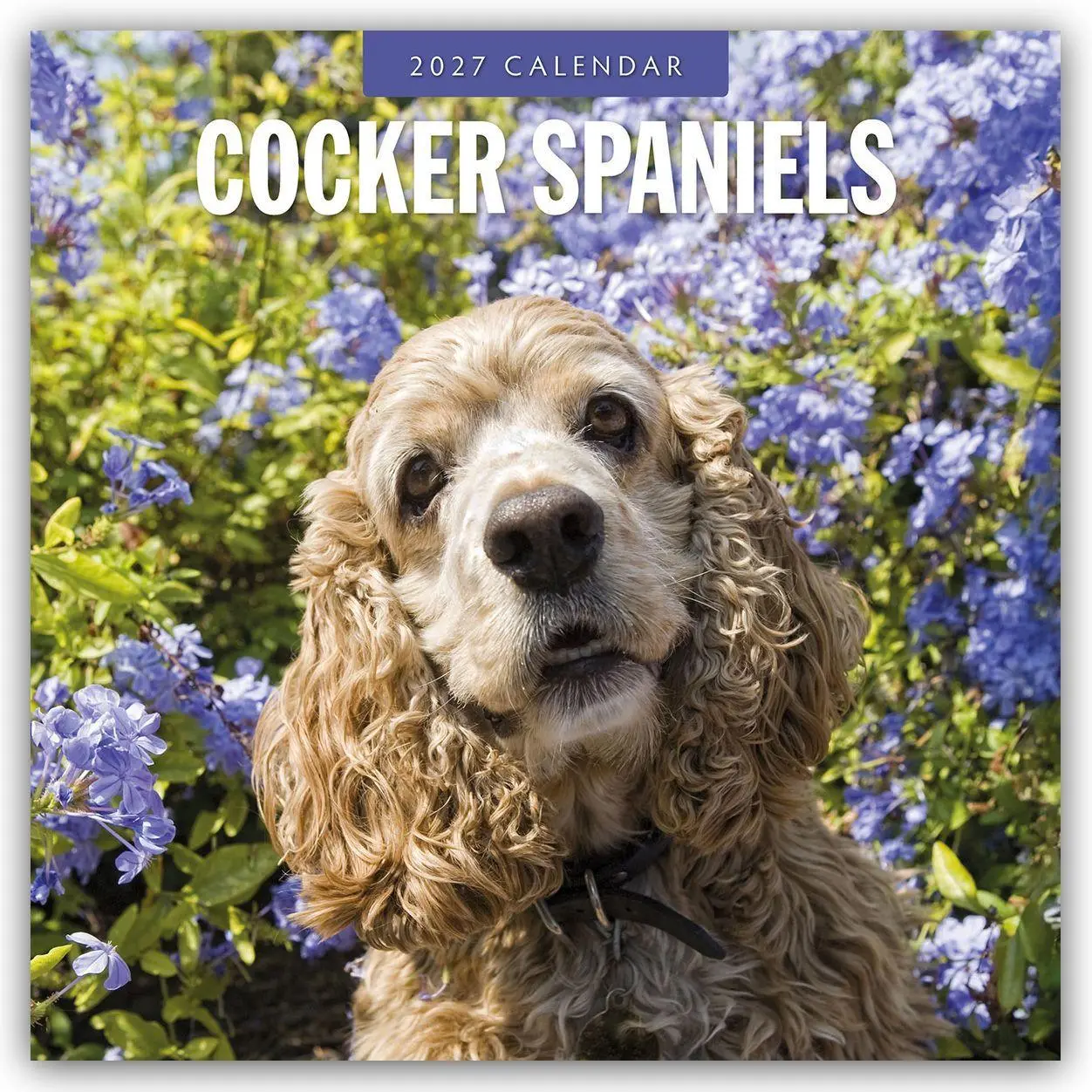 Cover: 9781837012138 | Cocker Spaniels - Cocker Spaniel 2027 - 16-Monatskalender | Robin Red
