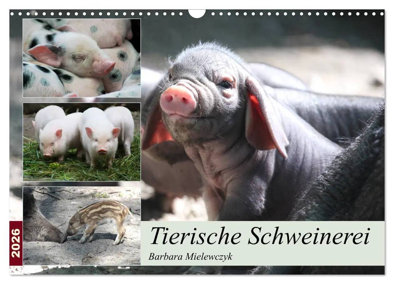 Cover: 9783457882238 | Tierische Schweinerei (Wandkalender 2026 DIN A3 quer), CALVENDO...