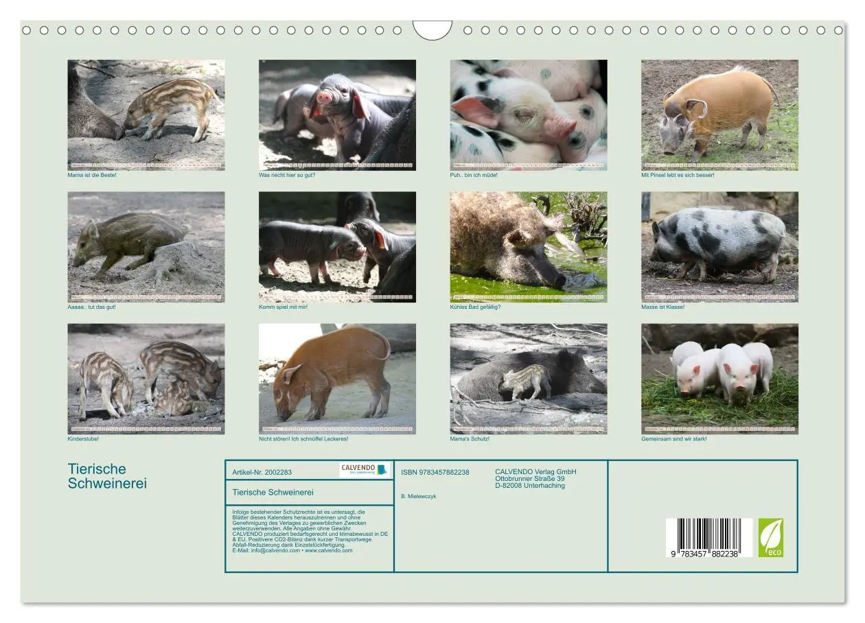 Bild: 9783457882238 | Tierische Schweinerei (Wandkalender 2026 DIN A3 quer), CALVENDO...