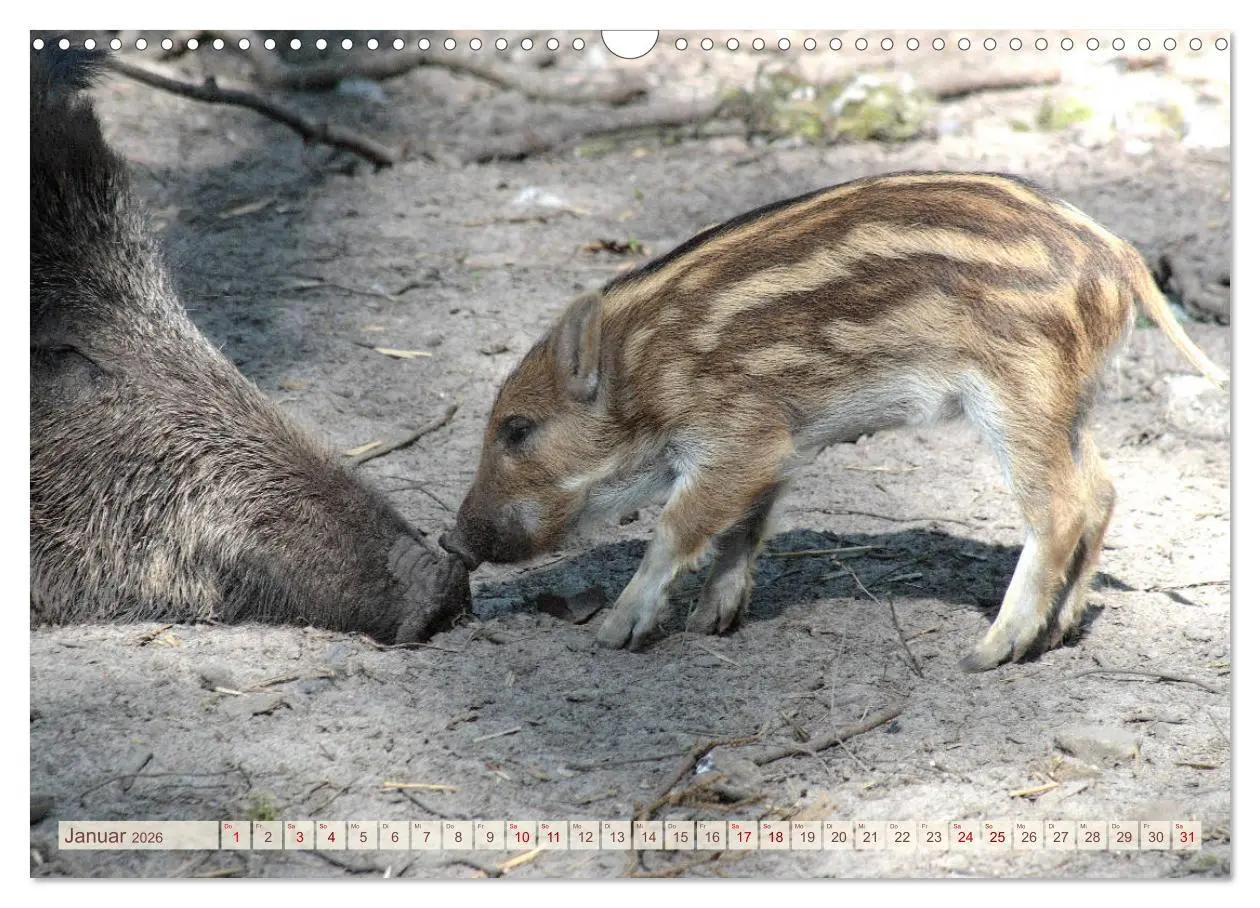 Bild: 9783457882238 | Tierische Schweinerei (Wandkalender 2026 DIN A3 quer), CALVENDO...