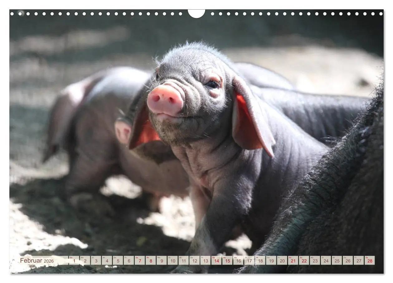 Bild: 9783457882238 | Tierische Schweinerei (Wandkalender 2026 DIN A3 quer), CALVENDO...