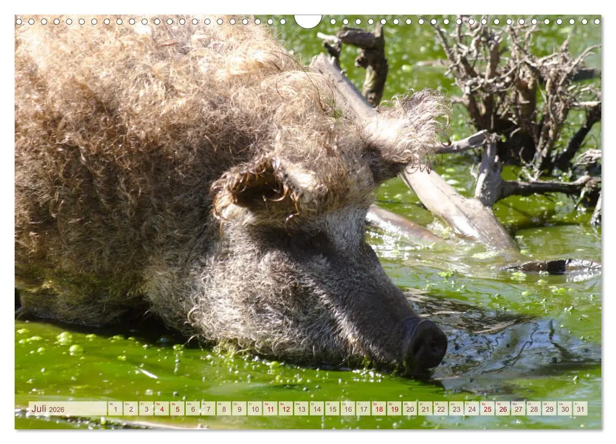 Bild: 9783457882238 | Tierische Schweinerei (Wandkalender 2026 DIN A3 quer), CALVENDO...