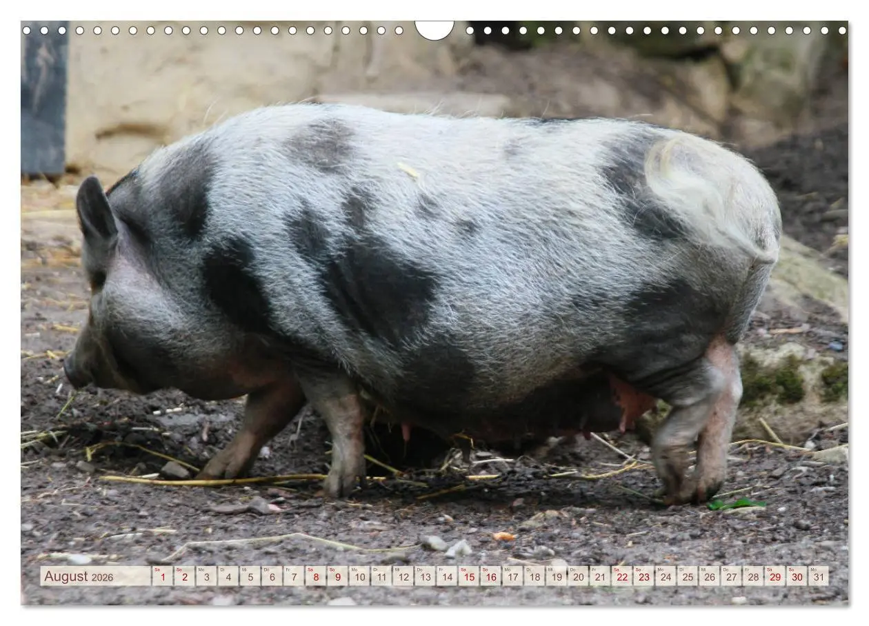 Bild: 9783457882238 | Tierische Schweinerei (Wandkalender 2026 DIN A3 quer), CALVENDO...