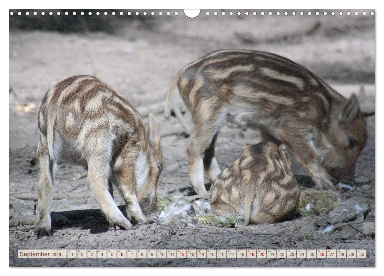 Bild: 9783457882238 | Tierische Schweinerei (Wandkalender 2026 DIN A3 quer), CALVENDO...