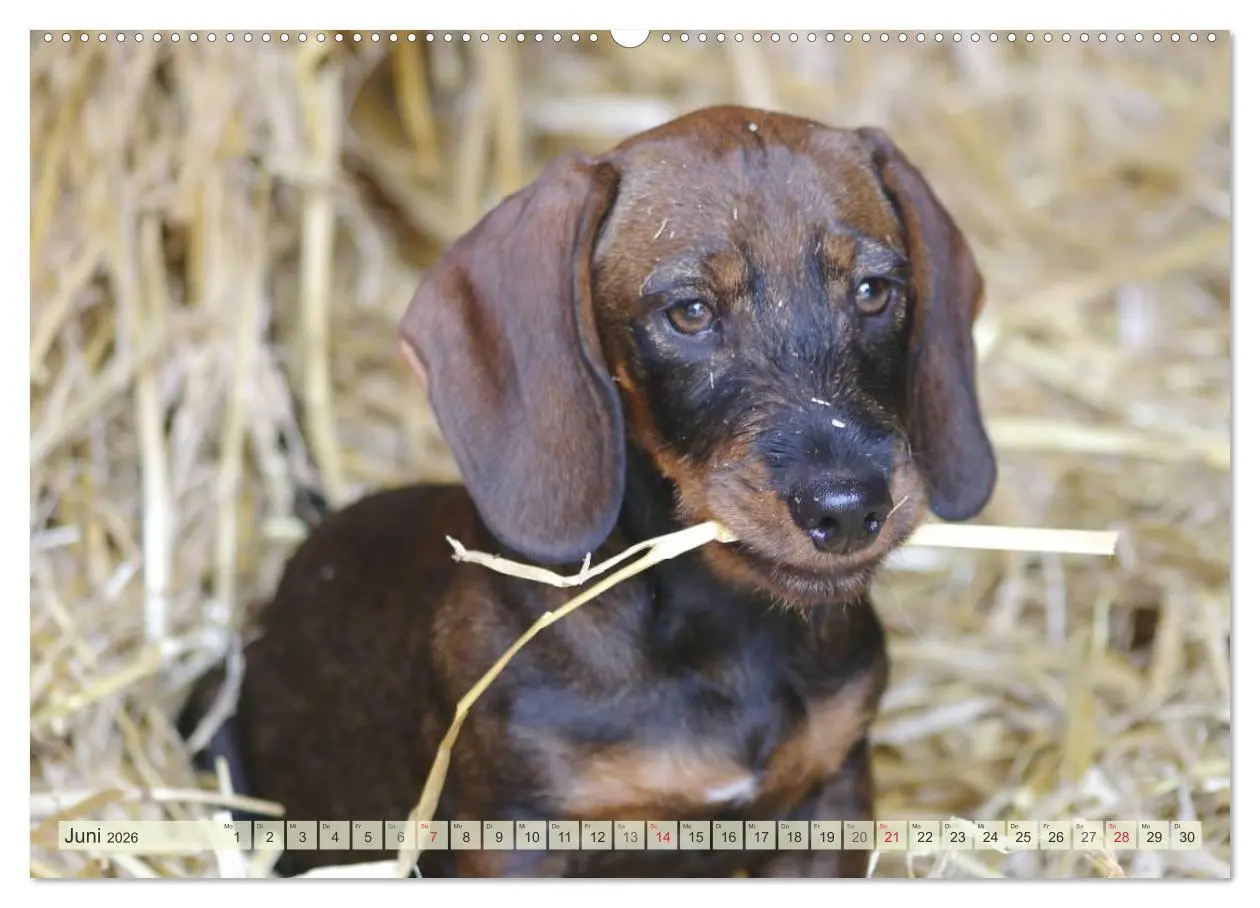 Bild: 9783516112238 | Liebenswerte Rabauken Rauhaardackel / CH-Version (hochwertiger...